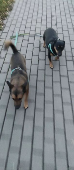 Oddam przez zmianę pracy 2 psy