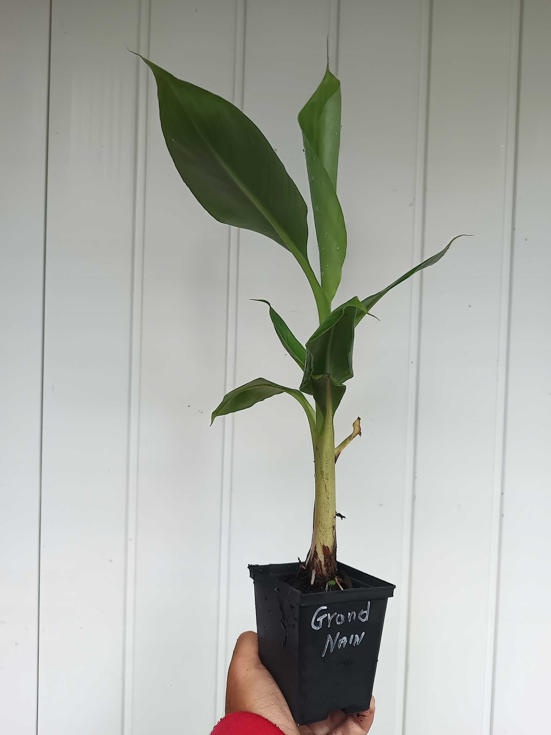 Bananowiec MUSA ACUMINATA GRAND NAIN banan jadalny sadzonka P7 20-30CM