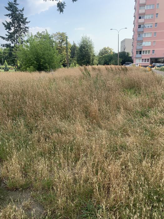 Usług ogrodnicze,Koszenia Trawy,porządki  w ogrodzie,odsnieżanie