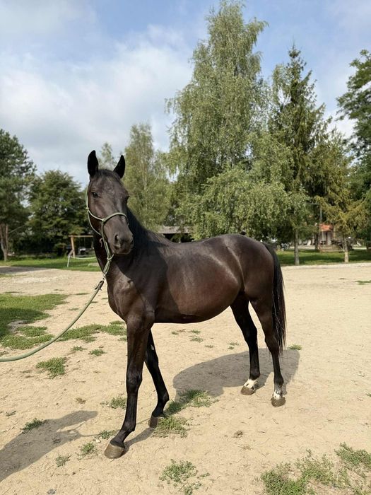 Na sprzedaż piękny ogierek rasy małopolskiej