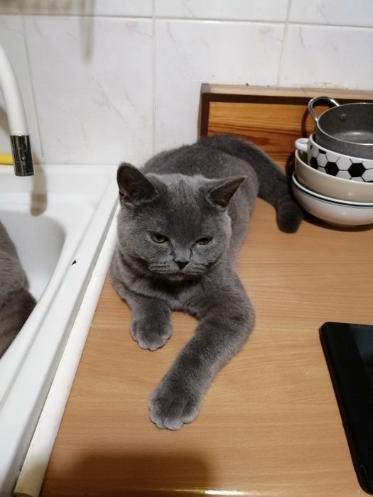 Piękne kocieta Brytyjskie z rodowodemFPL