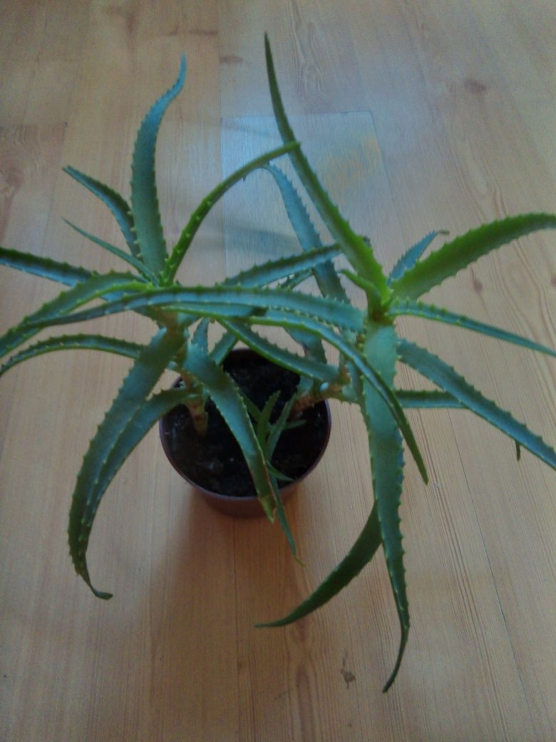 Aloes Fikus drobnolistny geranium