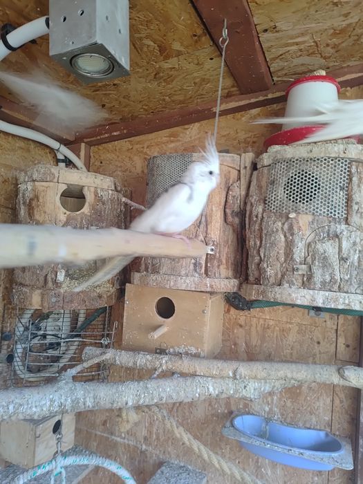 Papugi - papuga nimfa - dorosłych samiec.