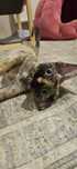 Kotka Devon Rex.