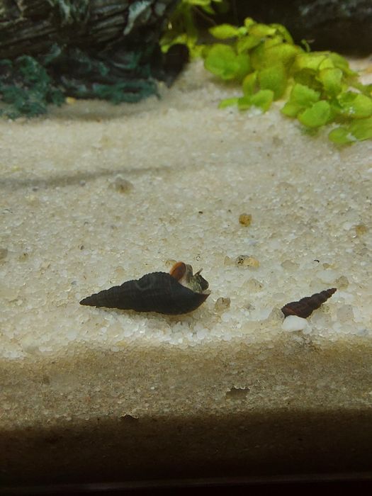 Ślimak świderek Czarny, Melanoides tuberculata