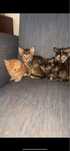 Gatinhos para adoção
