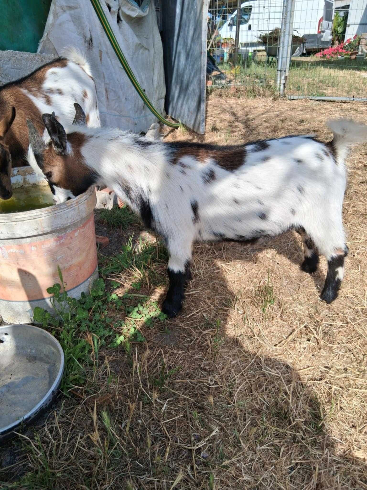 Cabras anãs domesticadas criadas a biberão