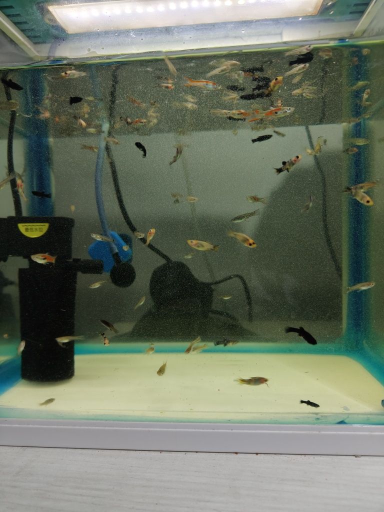 Gupiki młode mix