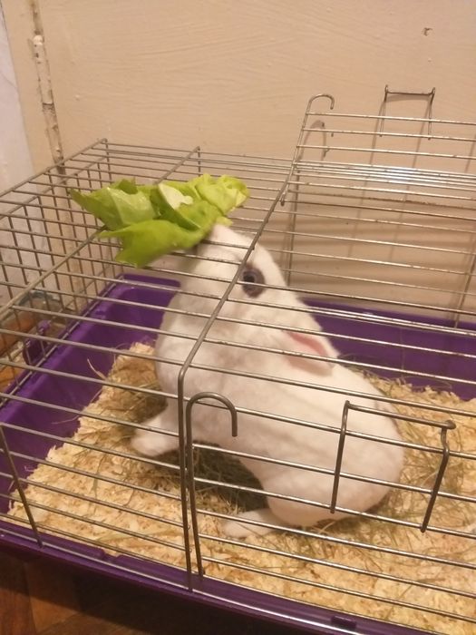 królik miniaturka śnieżnobiały przemiły ,spokojniutki.