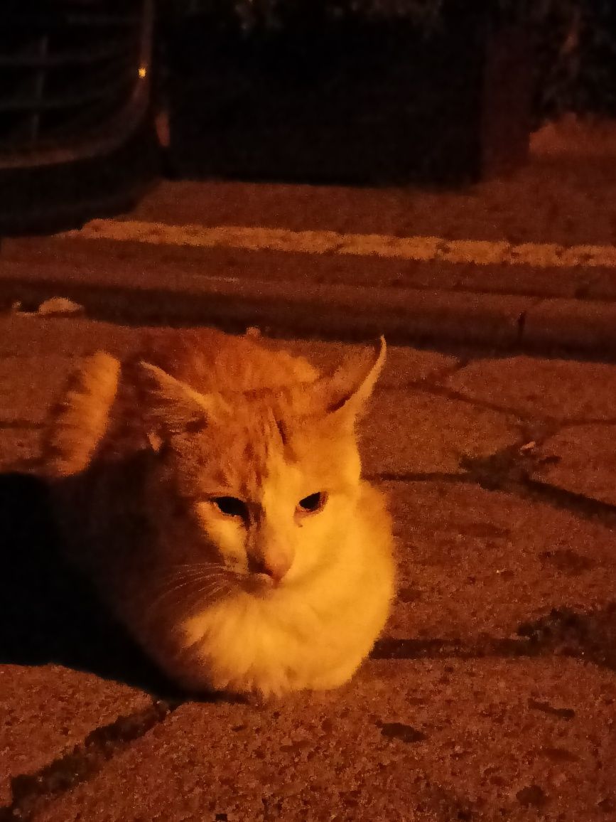 Pilne! Kocurek do adopcji!