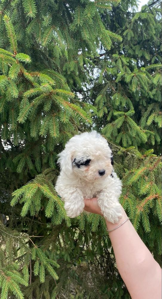Pudel toy/miniaturka piesek