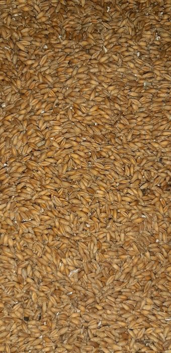 Pszenżyto ozime, żyto ozime,owies jary !!!