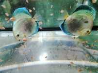 Paletka - symphysodon discus