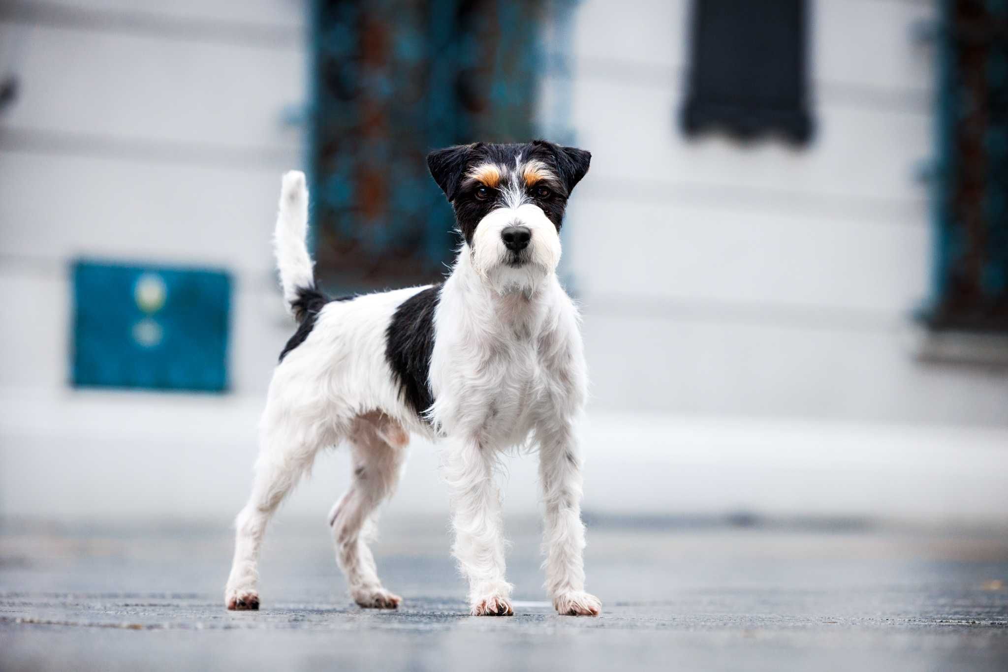 Reproduktor Parson Russell Terrier