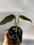 Monstera Burle Marx Flame