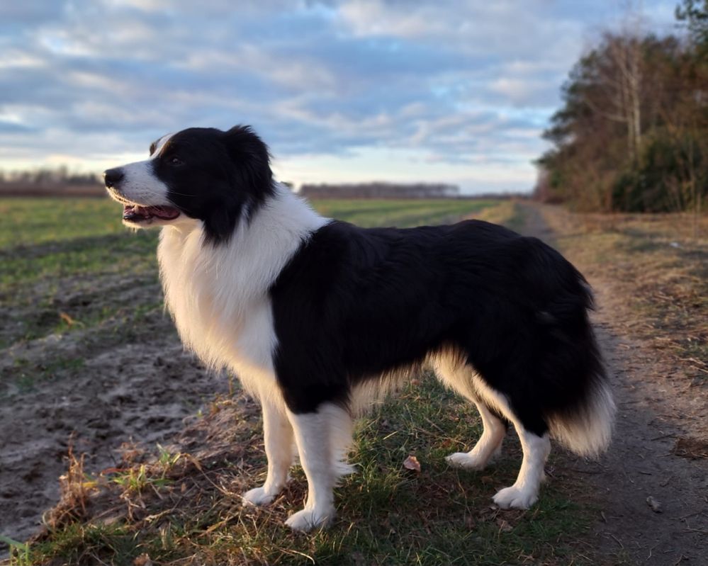 Piękny reproduktor border collie FCI ZKwP Zlatan Vanilla Heaven