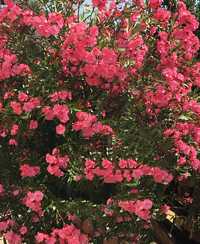 Oleander  Różowy Pełny. Cudownie pachnący.