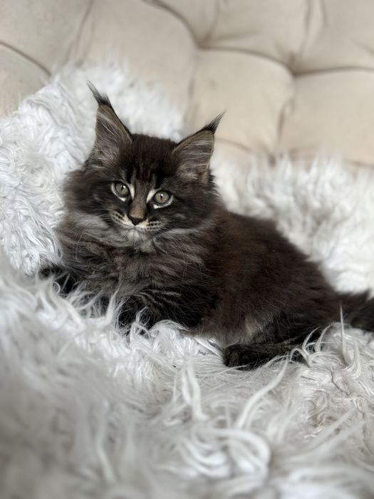 Maine Coon - kotka