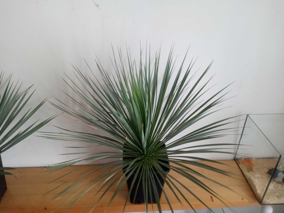 Yucca Rostrata ~ 60 cm