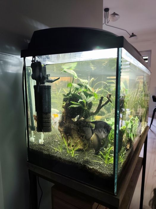 Akwarium 112 L z obsadą