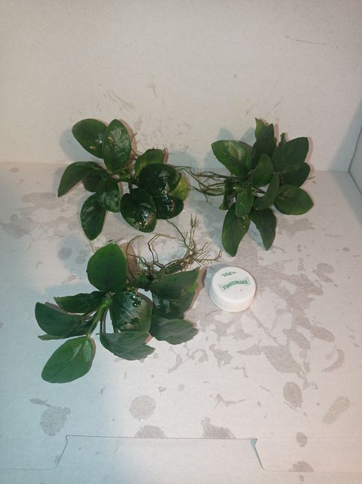 Anubias nana. Barteri , rośliny akwariowe, akwarium , akwarystyka .

C