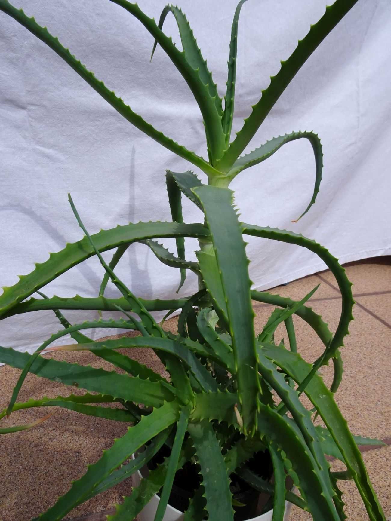 Aloes drzewiasty leczniczy kaktus leczy Kaktusy