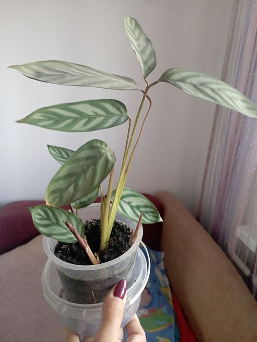 Калатея в горщику