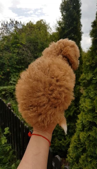 Продажа собак мальтіпу