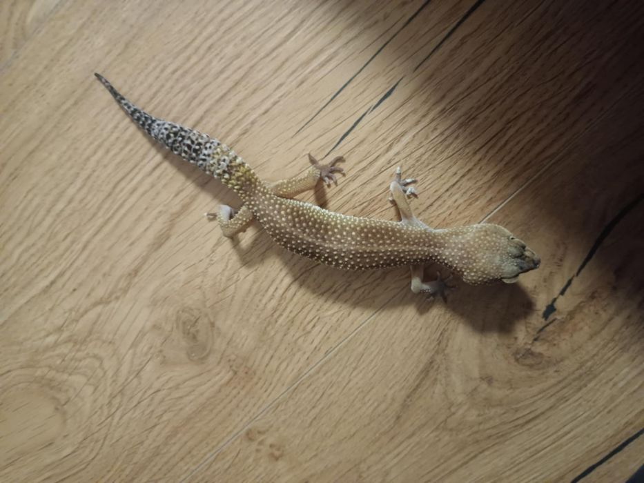 Samica gekona lamparciego