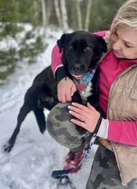 Kayon - mini labrador szuka domu. Adoptuj, pokochaj!