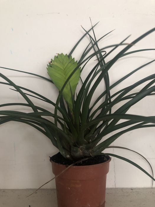 Tillandsia cyanea Oplątwa niebieskawa kwitnąca kwiat dekoracyjny