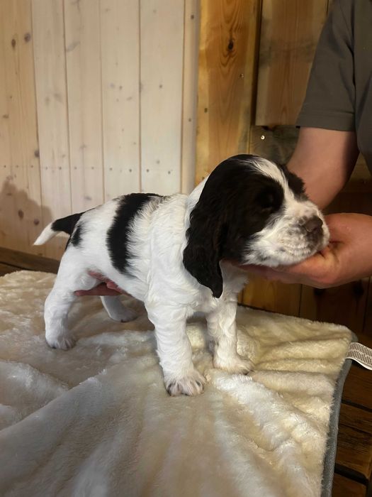 Springer Spaniel Angielski (2 psy i 3 suki)