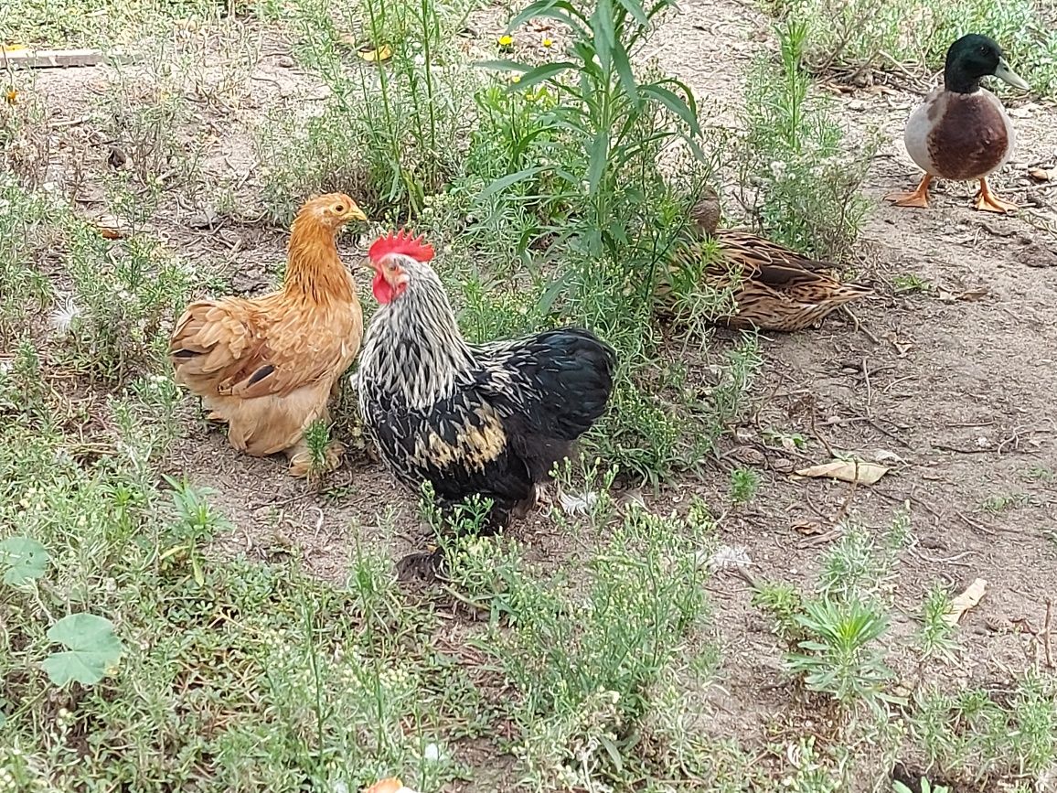 Galinhas de Pequim