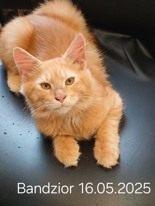 Sprzedam kocurka rasy Maine Coon ur. 16.05.2025 imieniu Bandzior