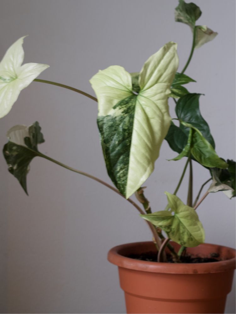 Syngonium Emerald Gem Variegata, zroślicha, sadzonka.