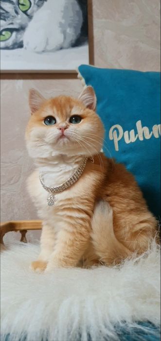 Золотой британский шиншилла ny12 котенок