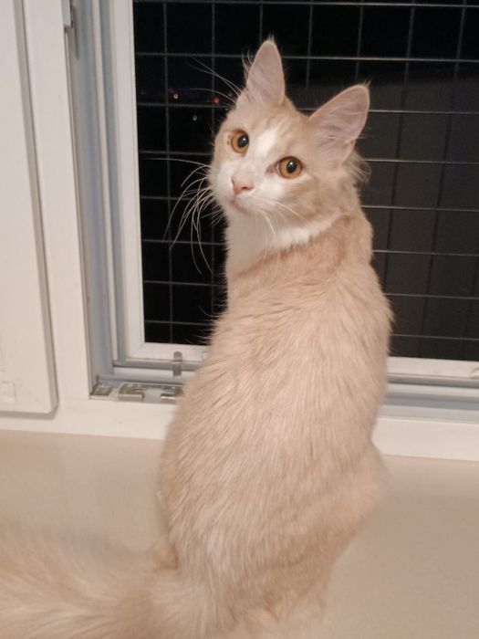 Angora Turecka, kot rasowy