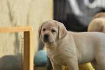 Żółty chłopiec - Labrador Retriever - ZKwP Sopot