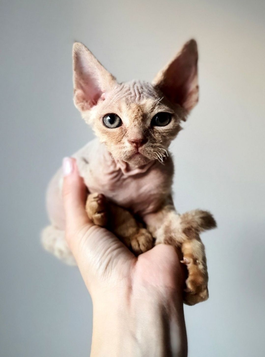 Capitan Jack - kocurek devon rex, adopcja płatna