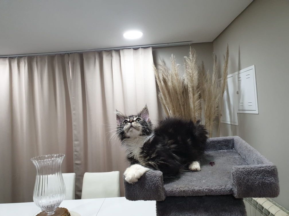 Macho Maine Coon com Lop