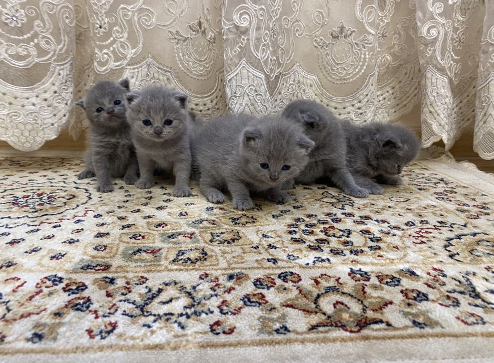 Котики Британські Шотландські чистокровні кошенята
