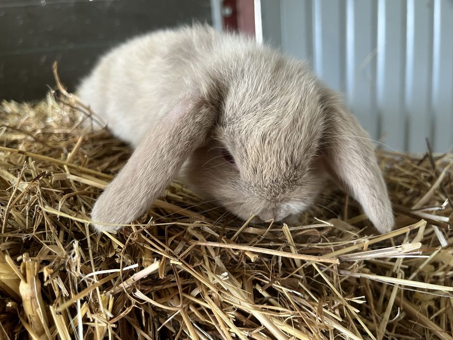Coelhos anões de várias cores