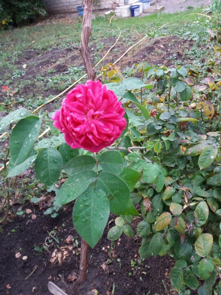 Роза чайная цветущая