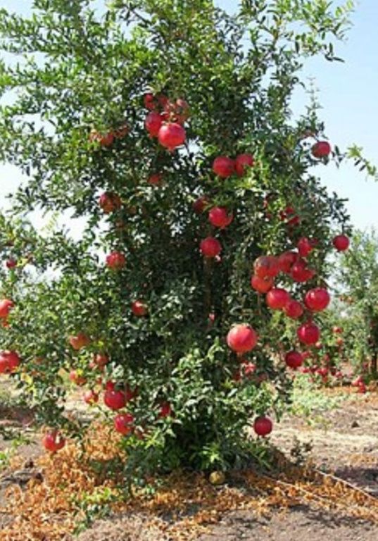 Гранат вуличний( Акдона,Кримський полосатий,Гюлоша)