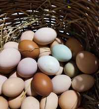Kolorowe jaja spożywcze, kurze, naturalne. Produkty z gospodarstwa.