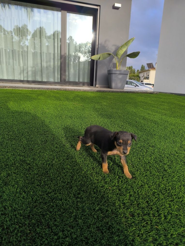 Pinscher fêmea Preta
