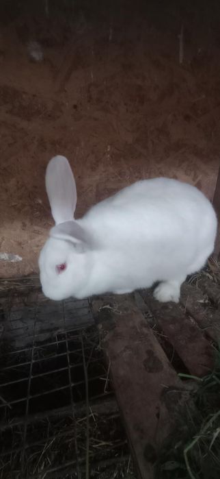 Кролі хлопчики та дівчатка