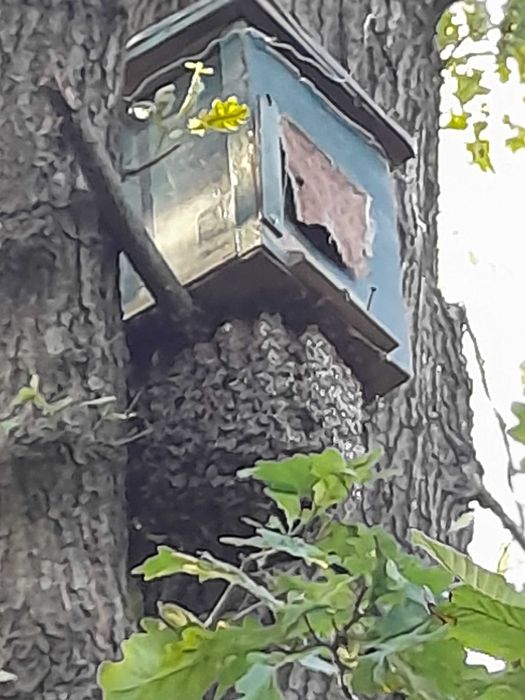 Бджолосімя, пасіка, бджоли, вулики, рої