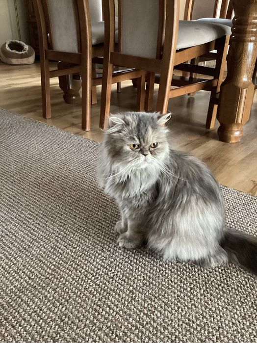 Pers milusia koteczka biała