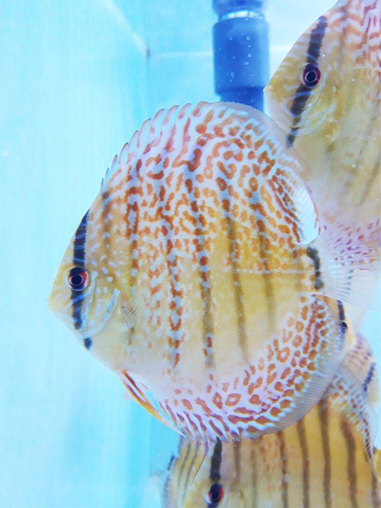 Discus Red Spotted 7-8cm - Grade A